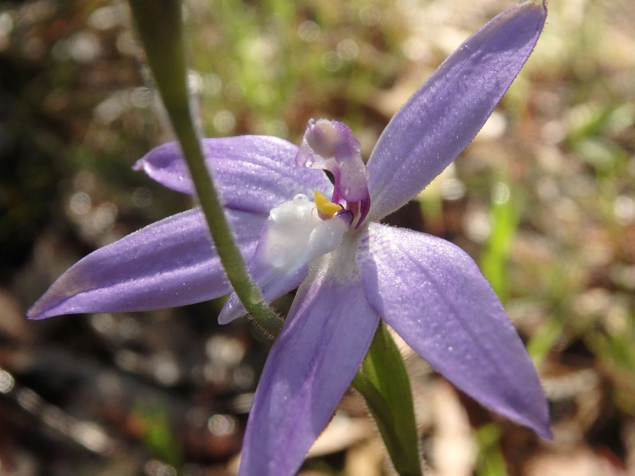 Imagem de Caladenia major (R. Br.) Rchb. fil.