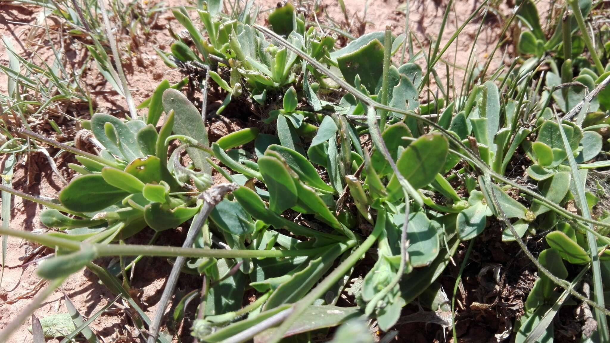 Osteospermum spathulatum (DC.) Norlindh的圖片