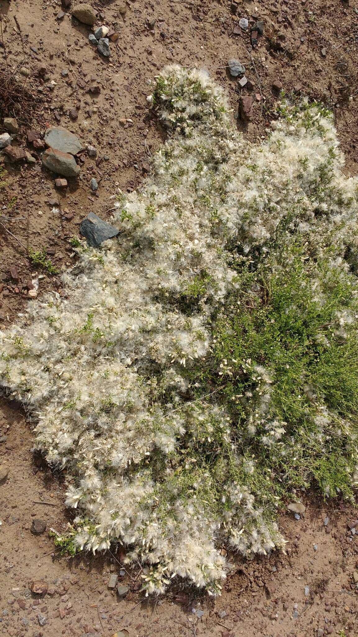 Image of Baccharis pilularis subsp. pilularis