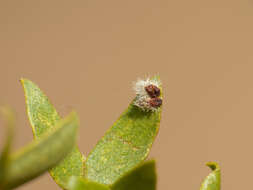 Image de Asphondylia barbata Gagne 1990