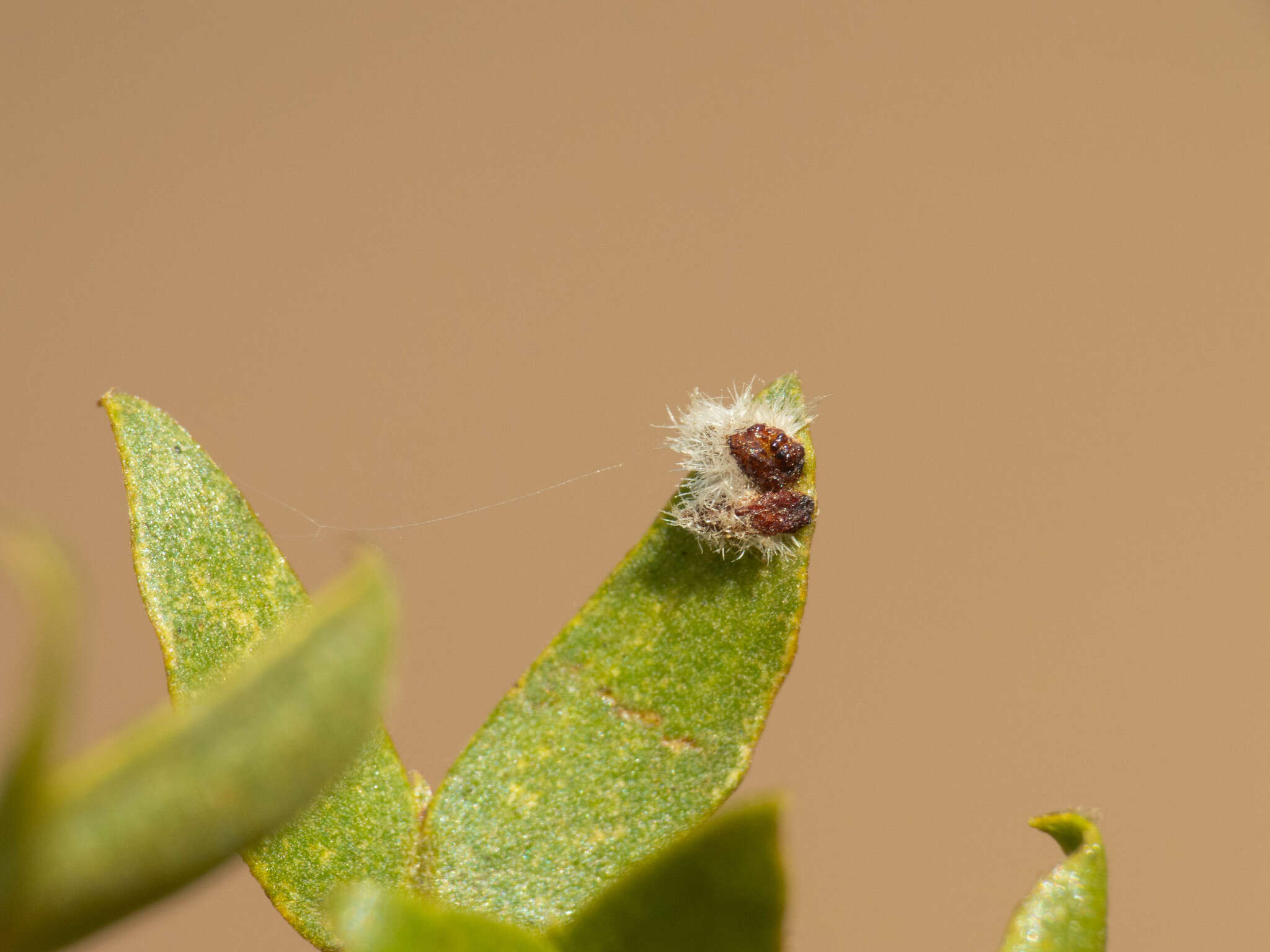 Image de Asphondylia barbata Gagne 1990