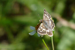 Image of <i>Burnsius orcynoides</i>