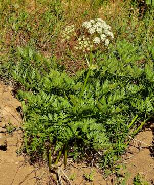 Ligusticum porteri Coult. & N. E. Rose resmi