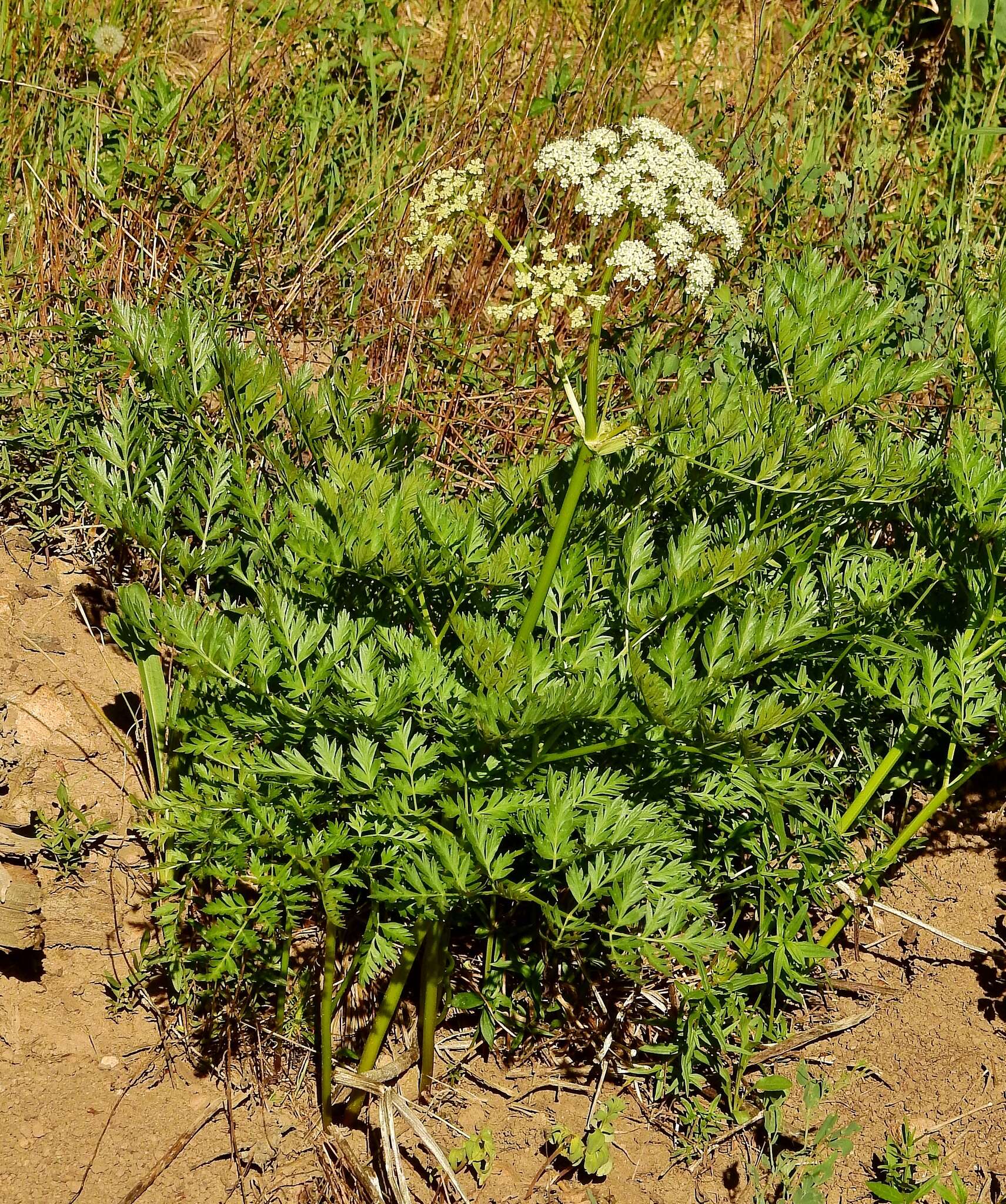 Ligusticum porteri Coult. & N. E. Rose的圖片