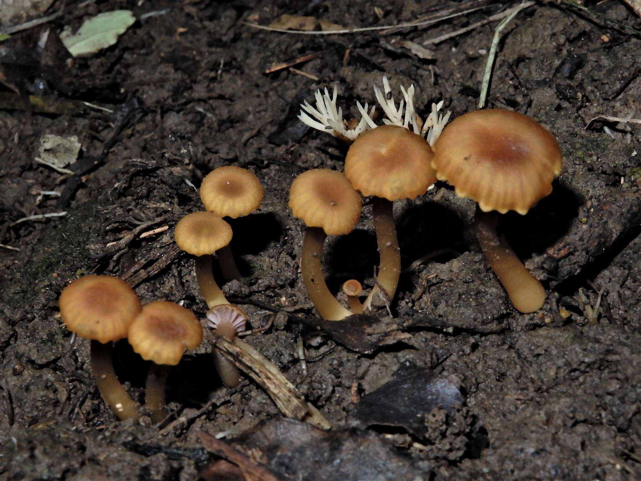 Hygrocybe lilaceolamellata (G. Stev.) E. Horak 1971的圖片