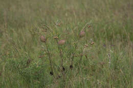 Image of Gomphocarpus kaessneri (N. E. Br.) Goyder & Nicholas