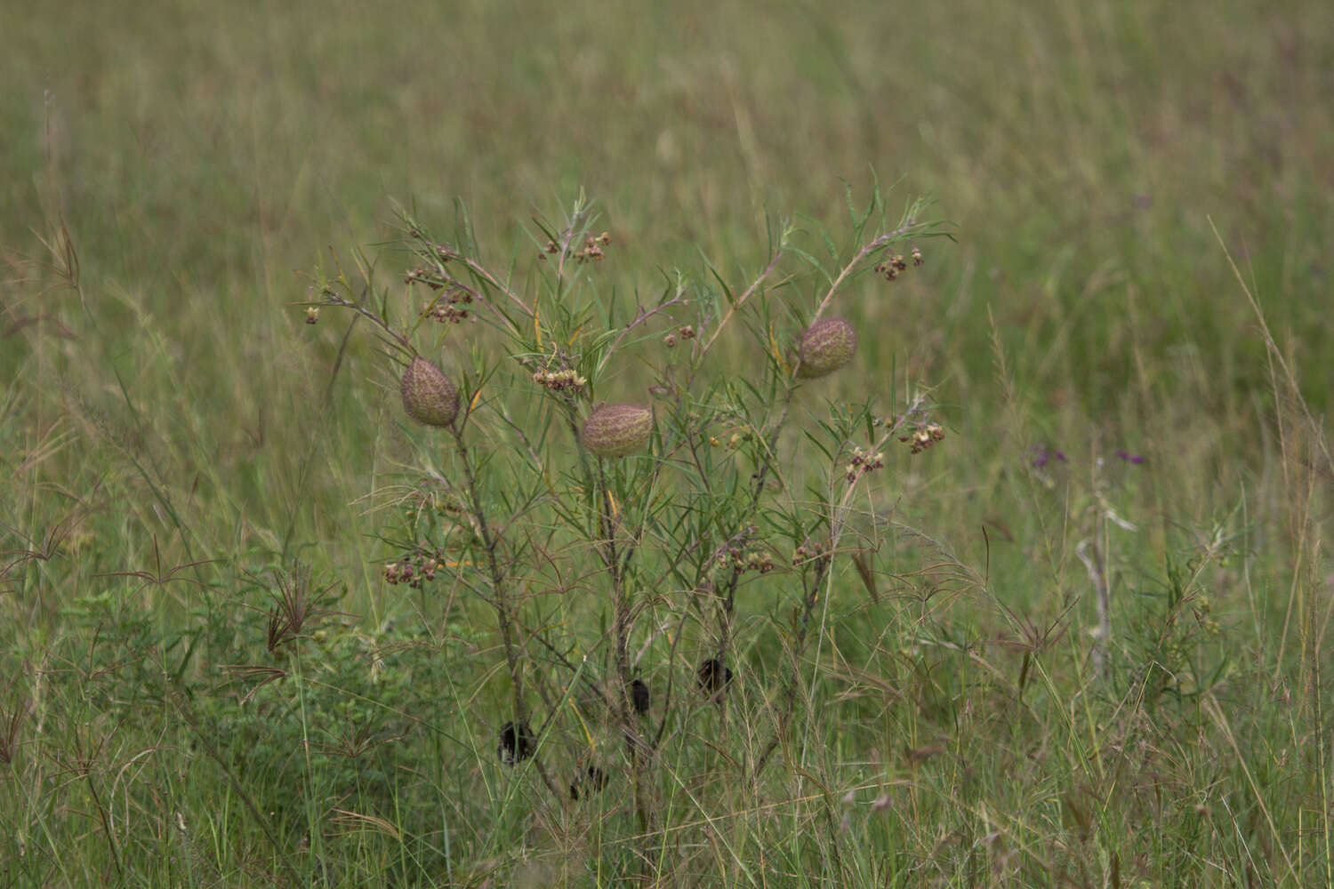 Sivun Gomphocarpus kaessneri (N. E. Br.) Goyder & Nicholas kuva