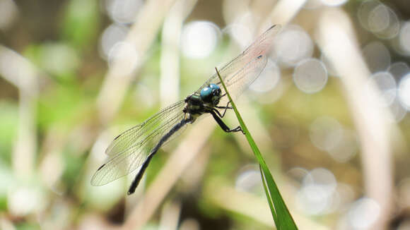 Image of Eusynthemis nigra (Tillyard 1906)