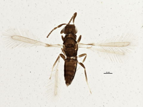 Image of Cleruchus