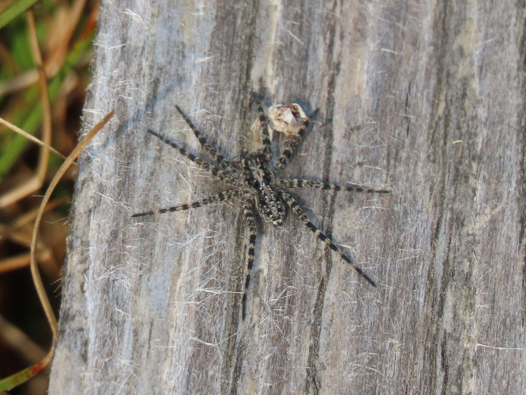 Image of Acantholycosa lignaria (Clerck 1757)