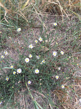 Image of Lawn American-Aster