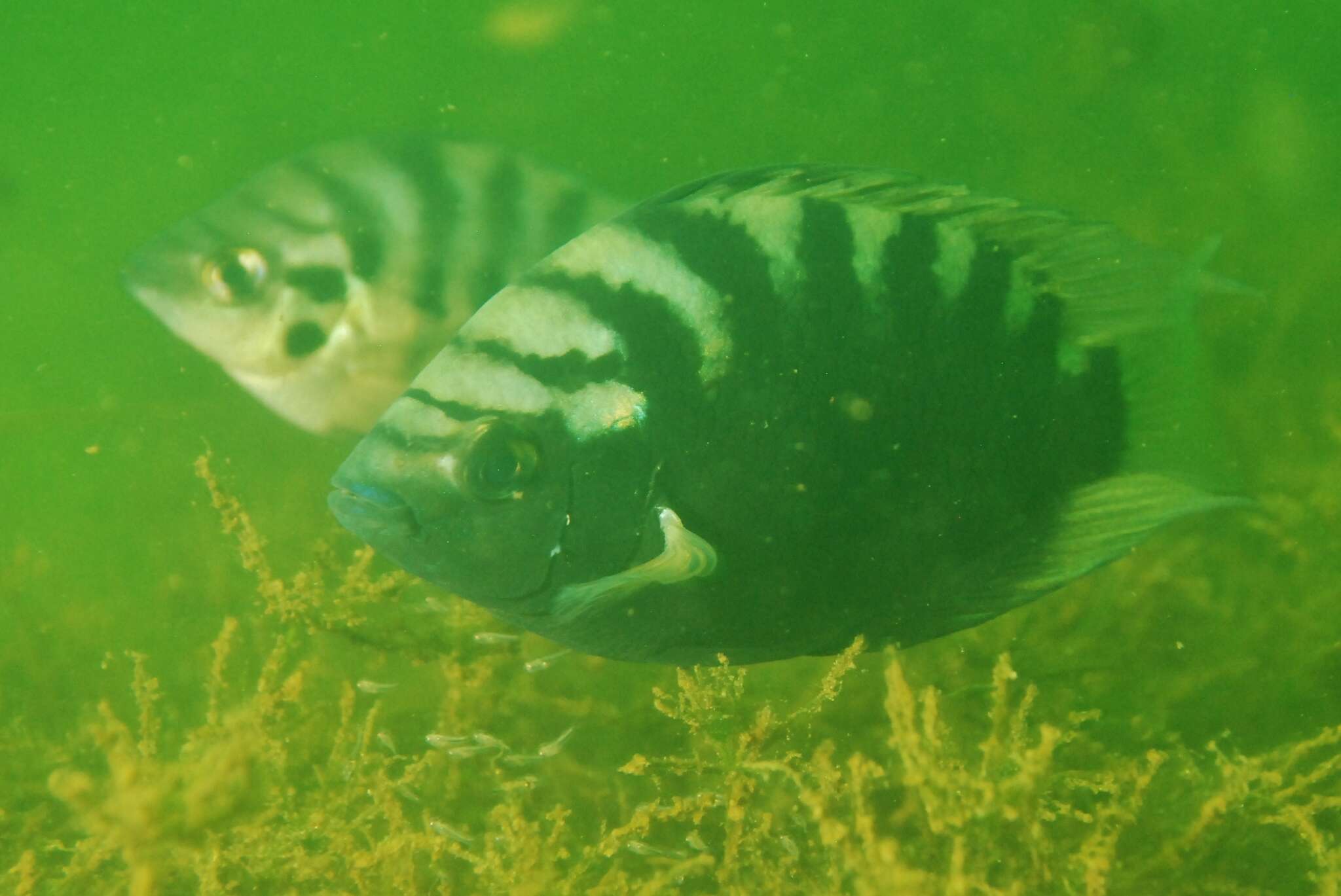 Image of Flier cichlid