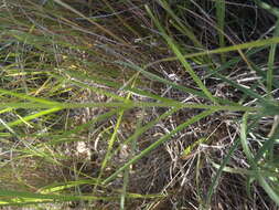 Image of Sonoran beardtongue