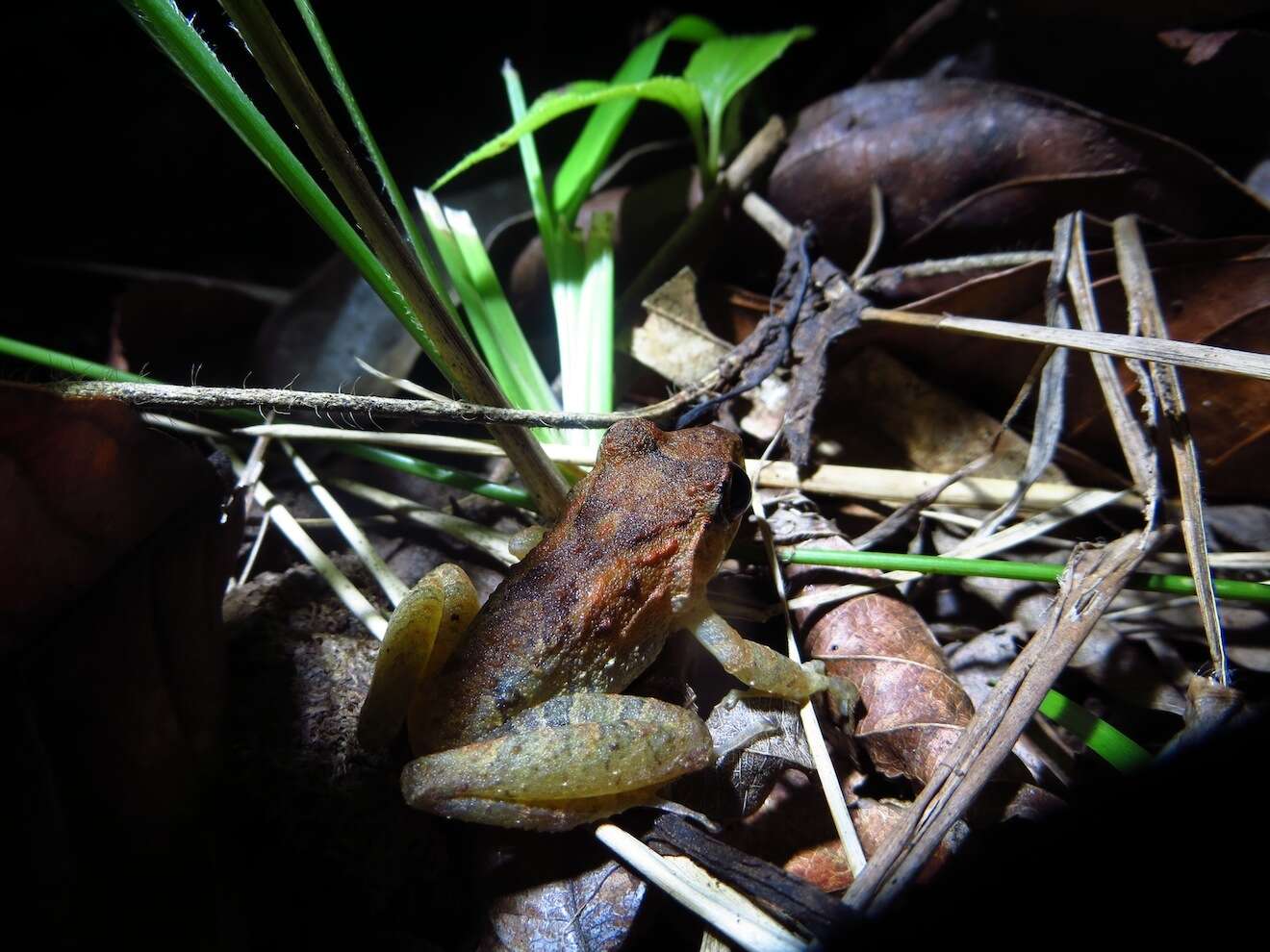 Image of Fitzinger's Robber Frog