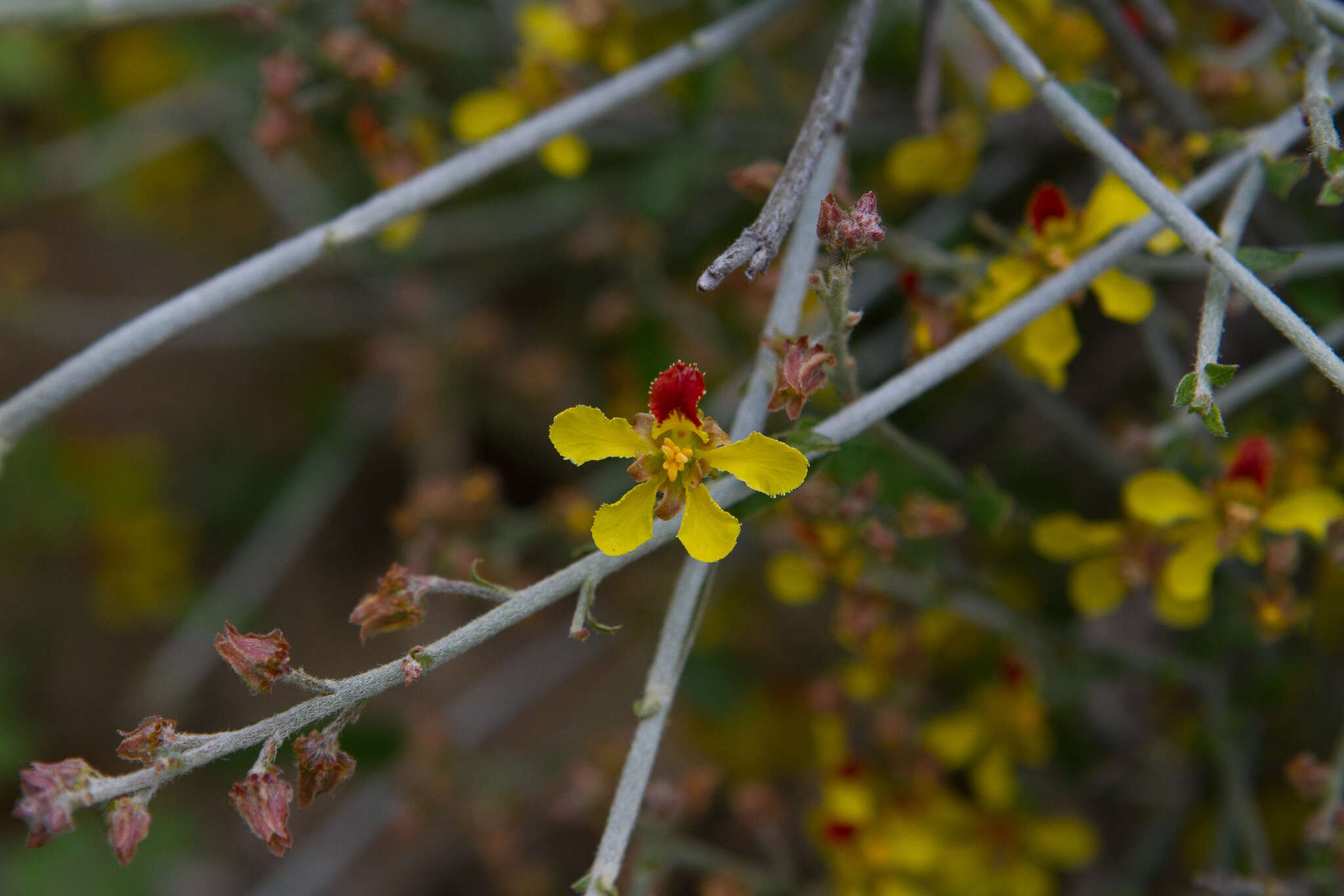 Image of Dinemagonum gayanum A. Juss.