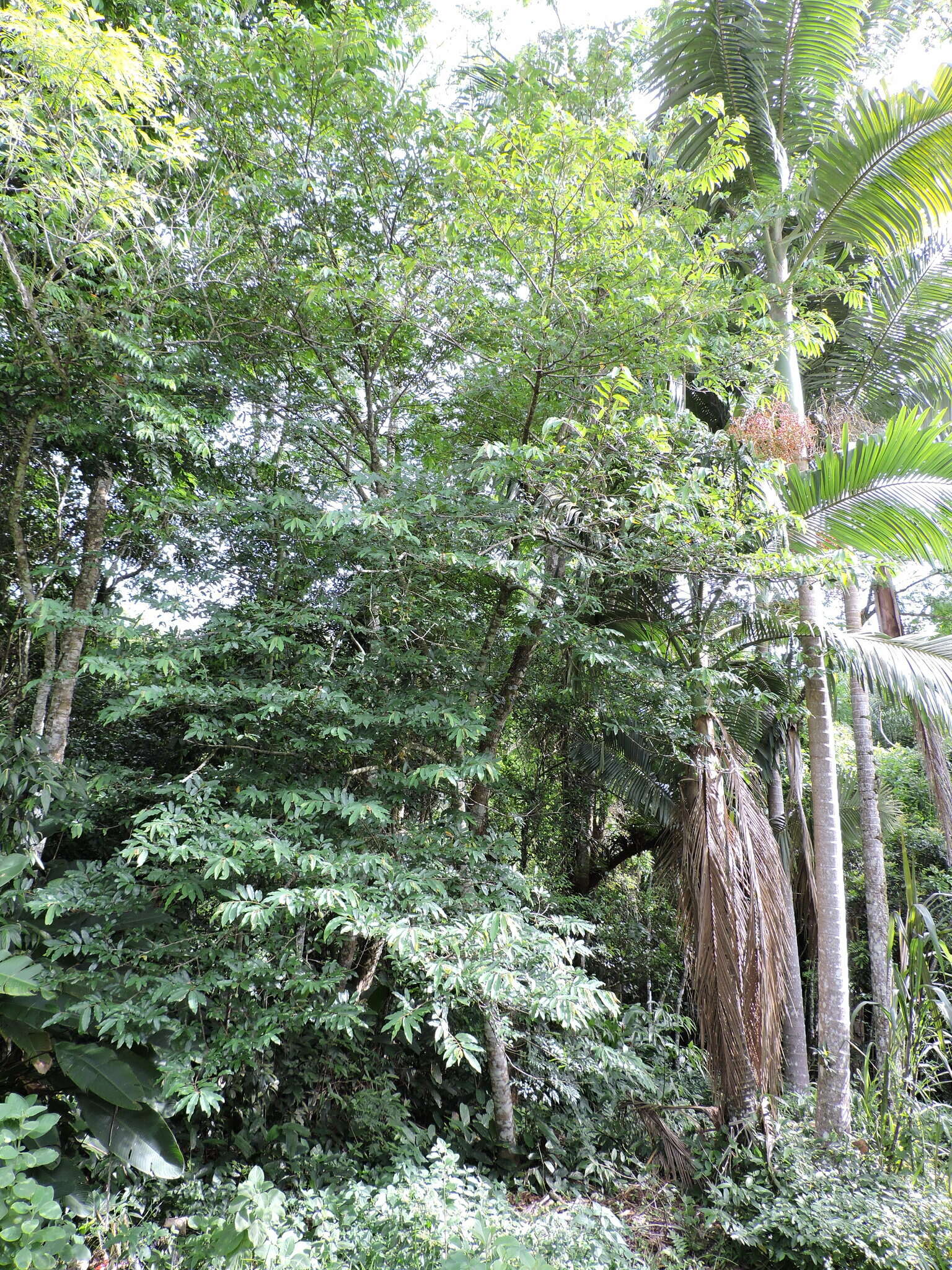 Image of Annona neosericea H. Rainer