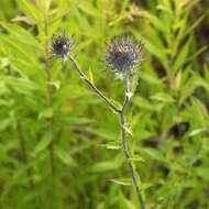 Image of Carlina biebersteinii Bernh. ex Hornem.