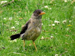 Image of Austral Thrush