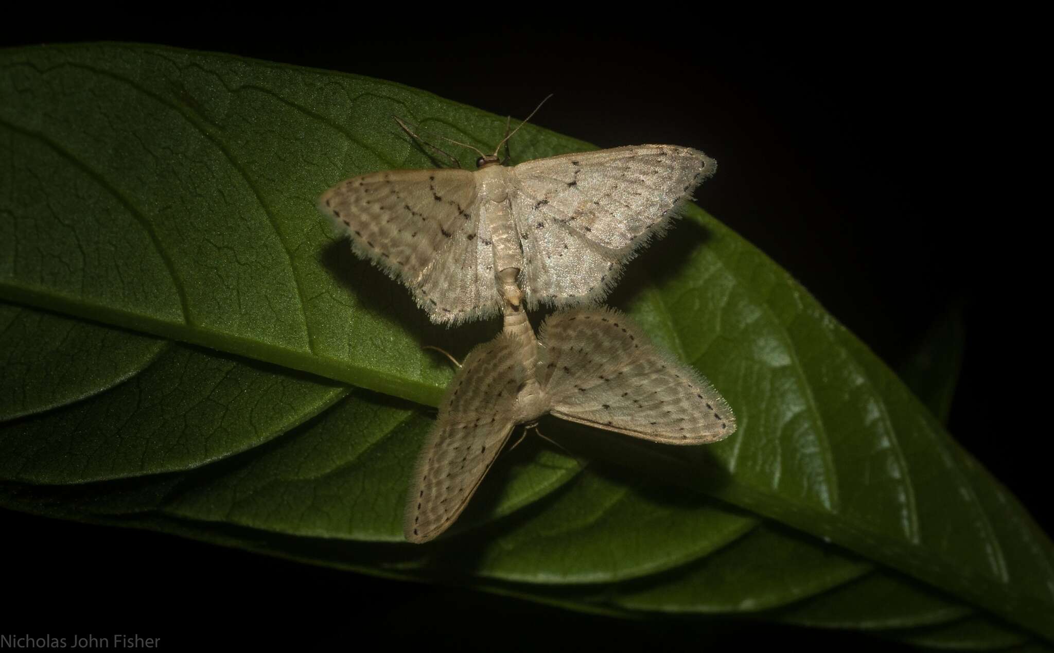 صورة Idaea philocosma Meyrick 1888