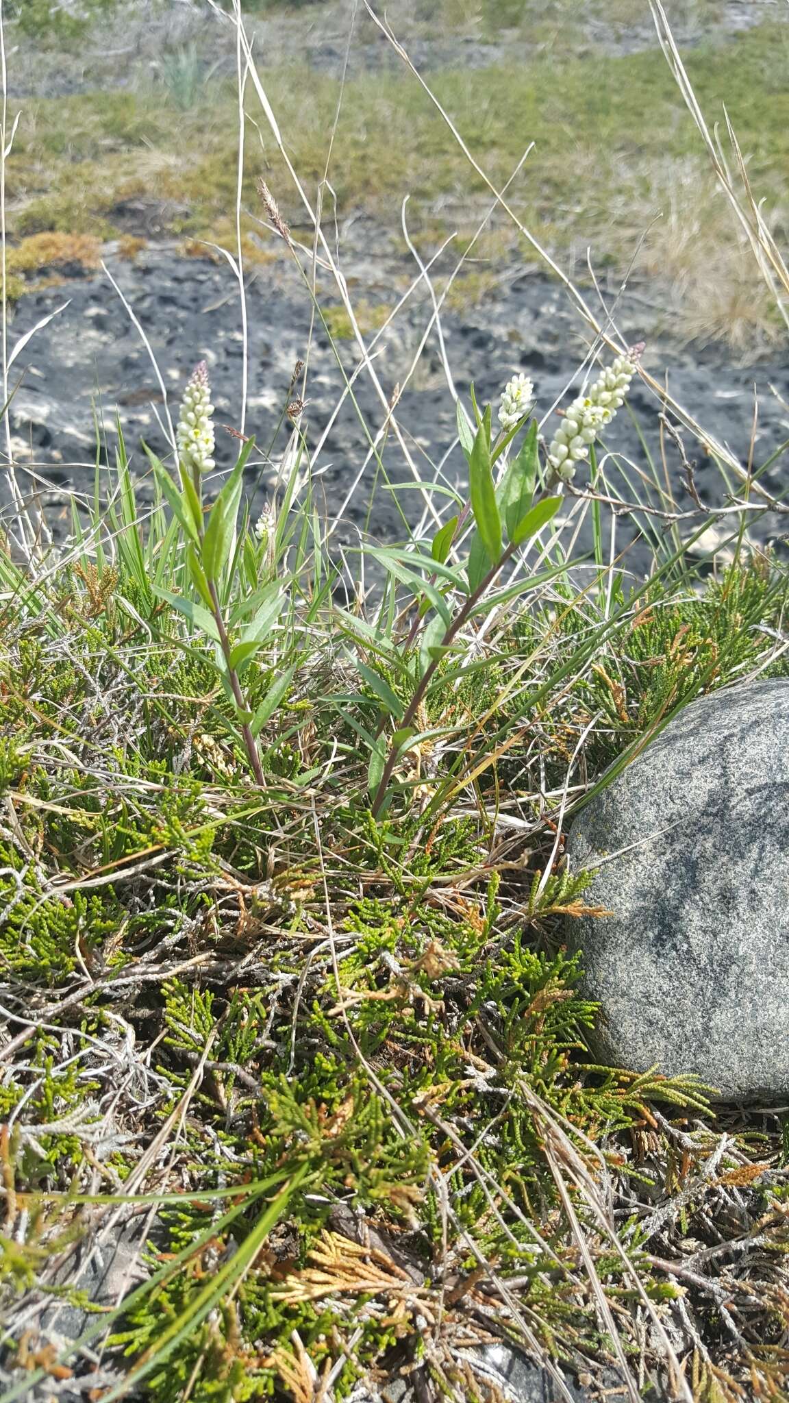 Image of Seneca snakeroot