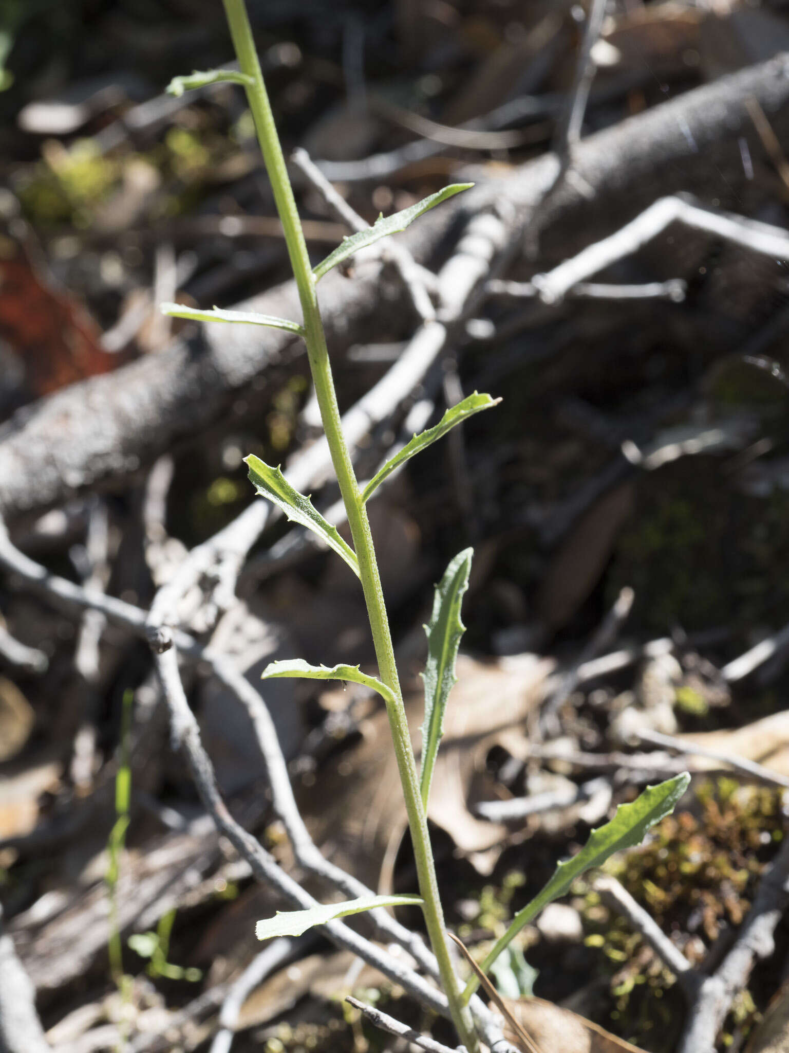 Слика од Erysimum capitatum var. capitatum