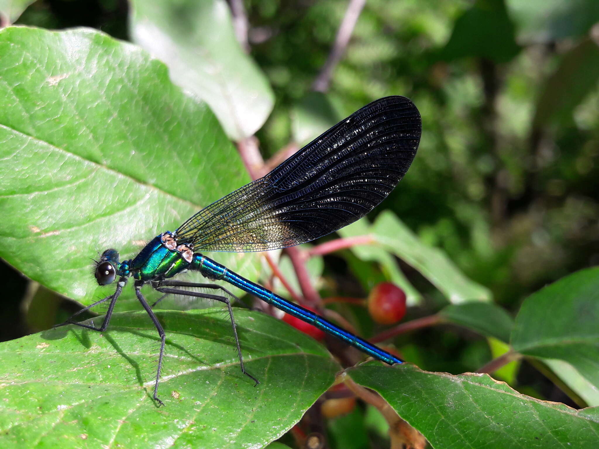 Image of Western Demoiselle