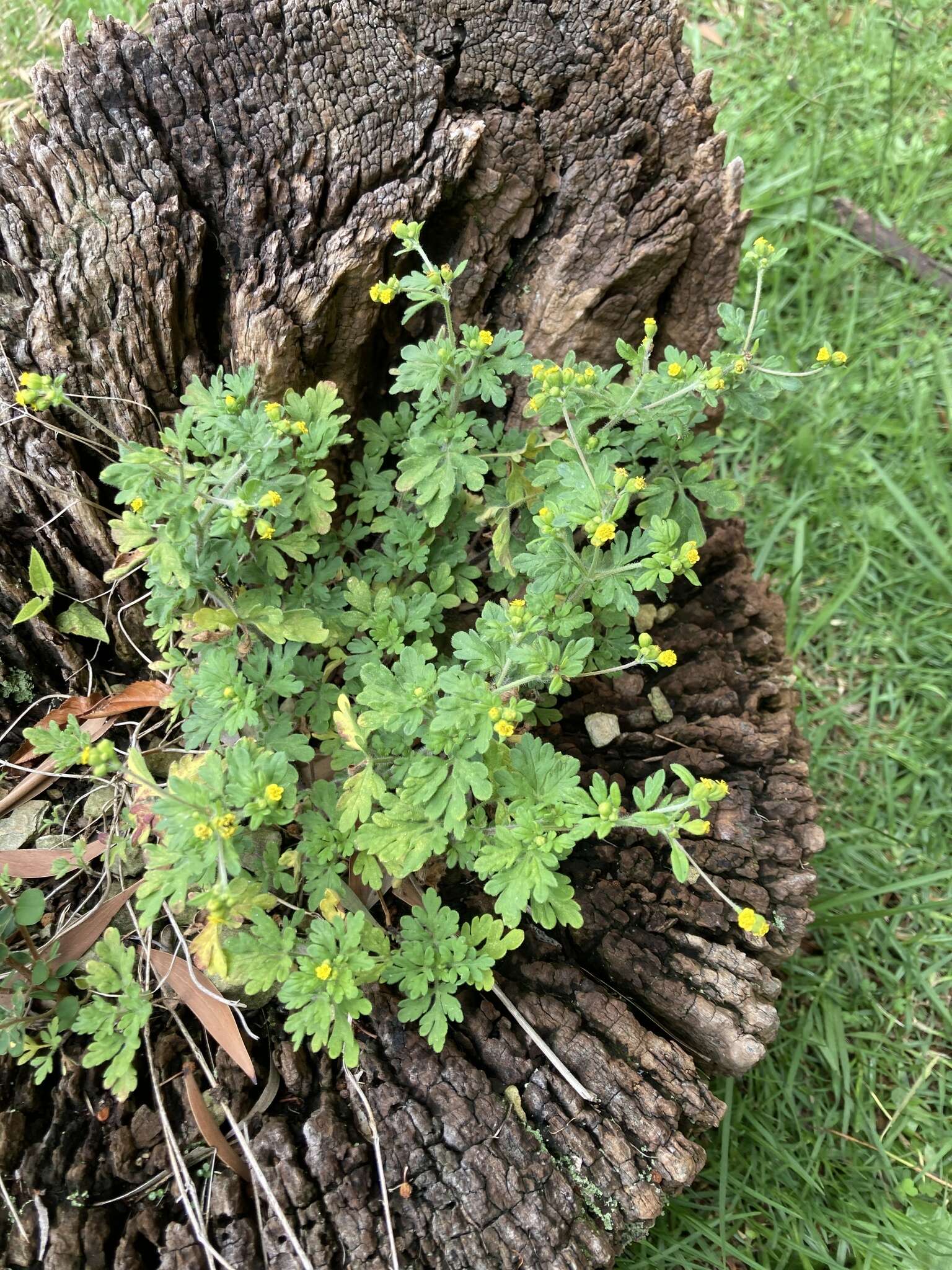 Image de Villanova oppositifolia Lag.