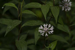 Image of Broad-Leaf Barbara's-Buttons