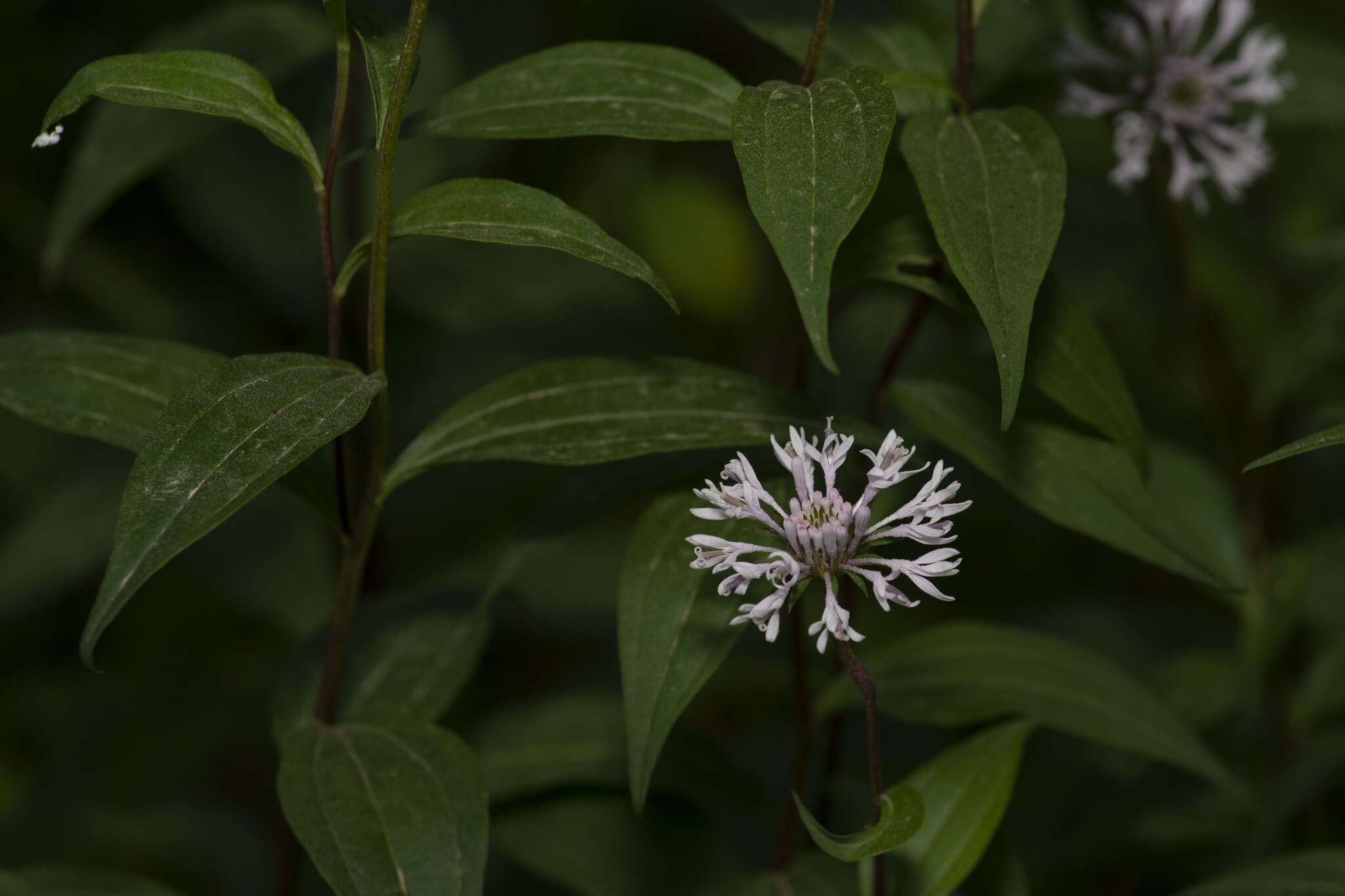 Image of Broad-Leaf Barbara's-Buttons