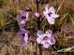 Image of Sopubia simplex (Hochst.) Hochst.