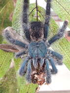 Image de Avicularia avicularia (Linnaeus 1758)