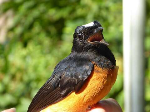 Image of White-crowned Shama