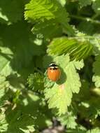 Image of Coccinella trifasciata subversa Le Conte 1854