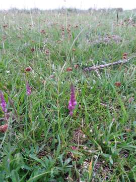 Polygala molluginifolia A. St.-Hil.的圖片