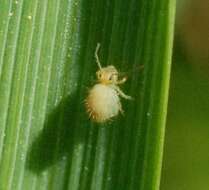 Image of Lucerne flea