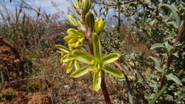 Imagem de Albuca sabulosa (U. Müll.-Doblies & D. Müll.-Doblies) J. C. Manning & Goldblatt