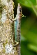 Image of Samoa Skink