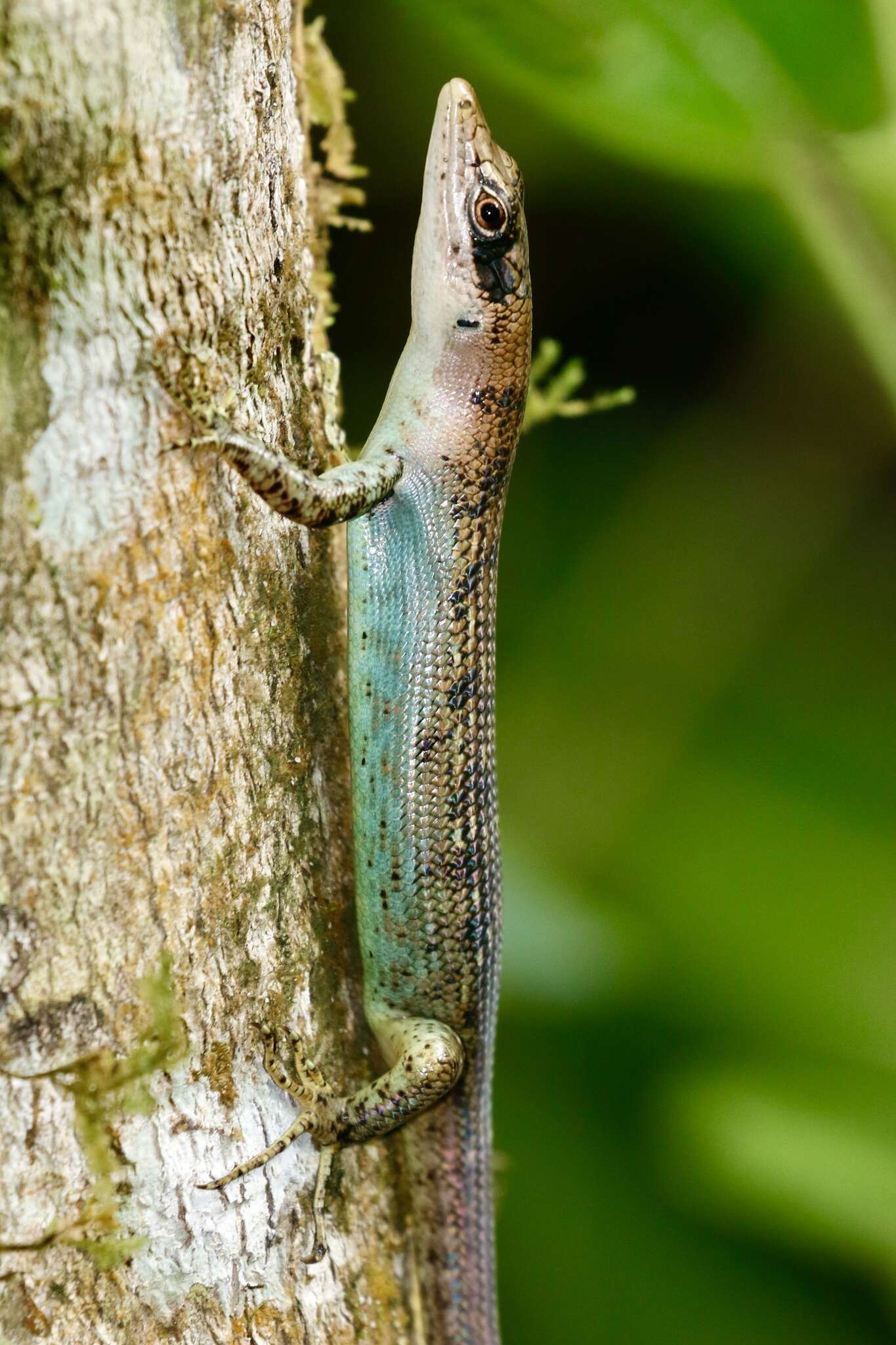 Image of Samoa Skink