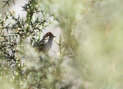 Image of Rusty-fronted Canastero