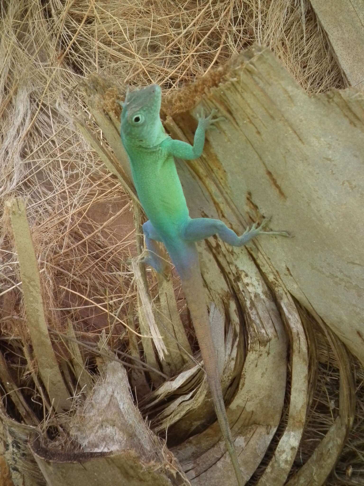 Image of Graham's anole