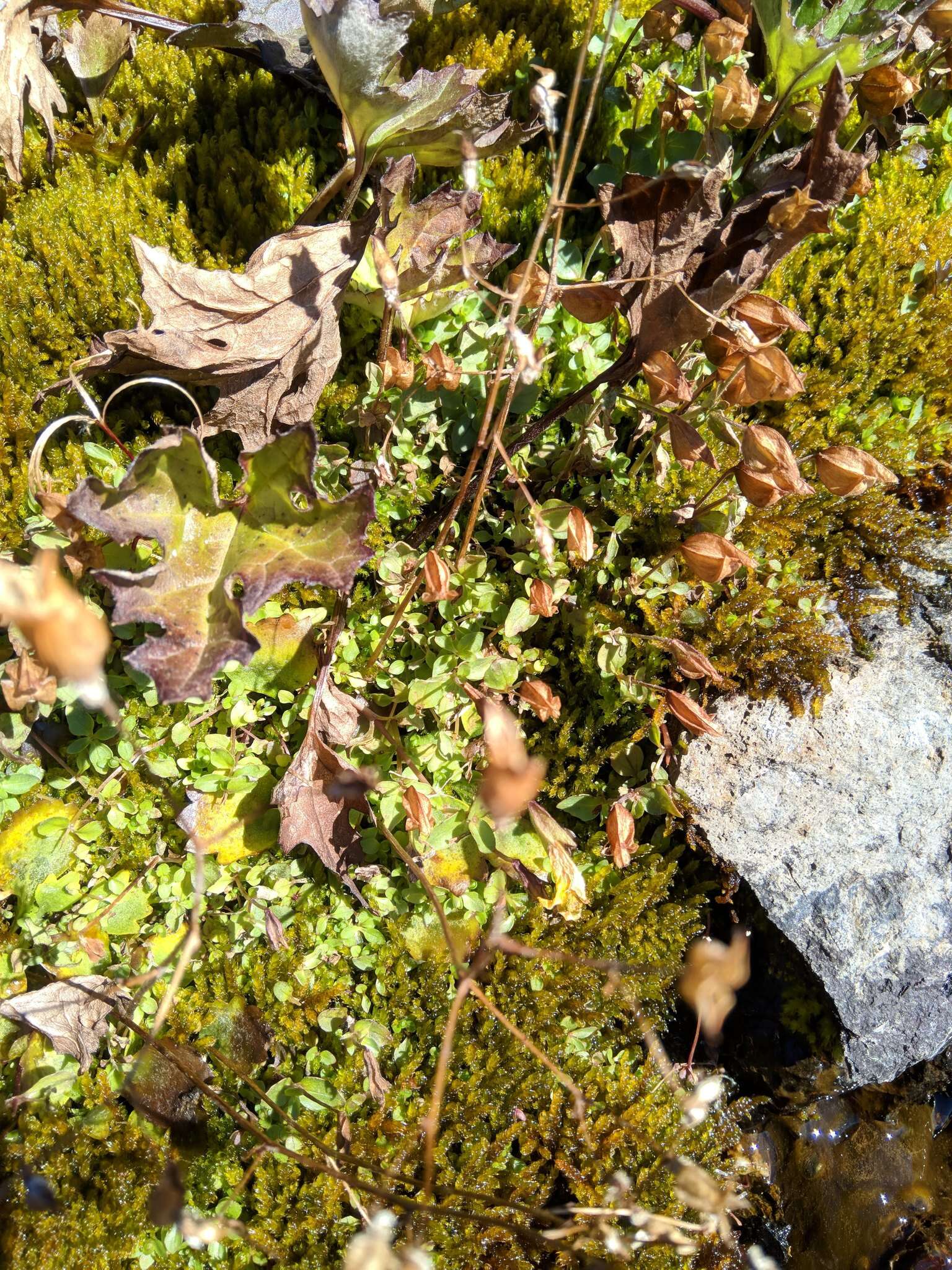 Image of arctic sweet coltsfoot