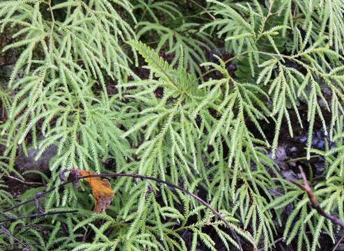 Image of Pseudodiphasium volubile (G. Forst.) Holub