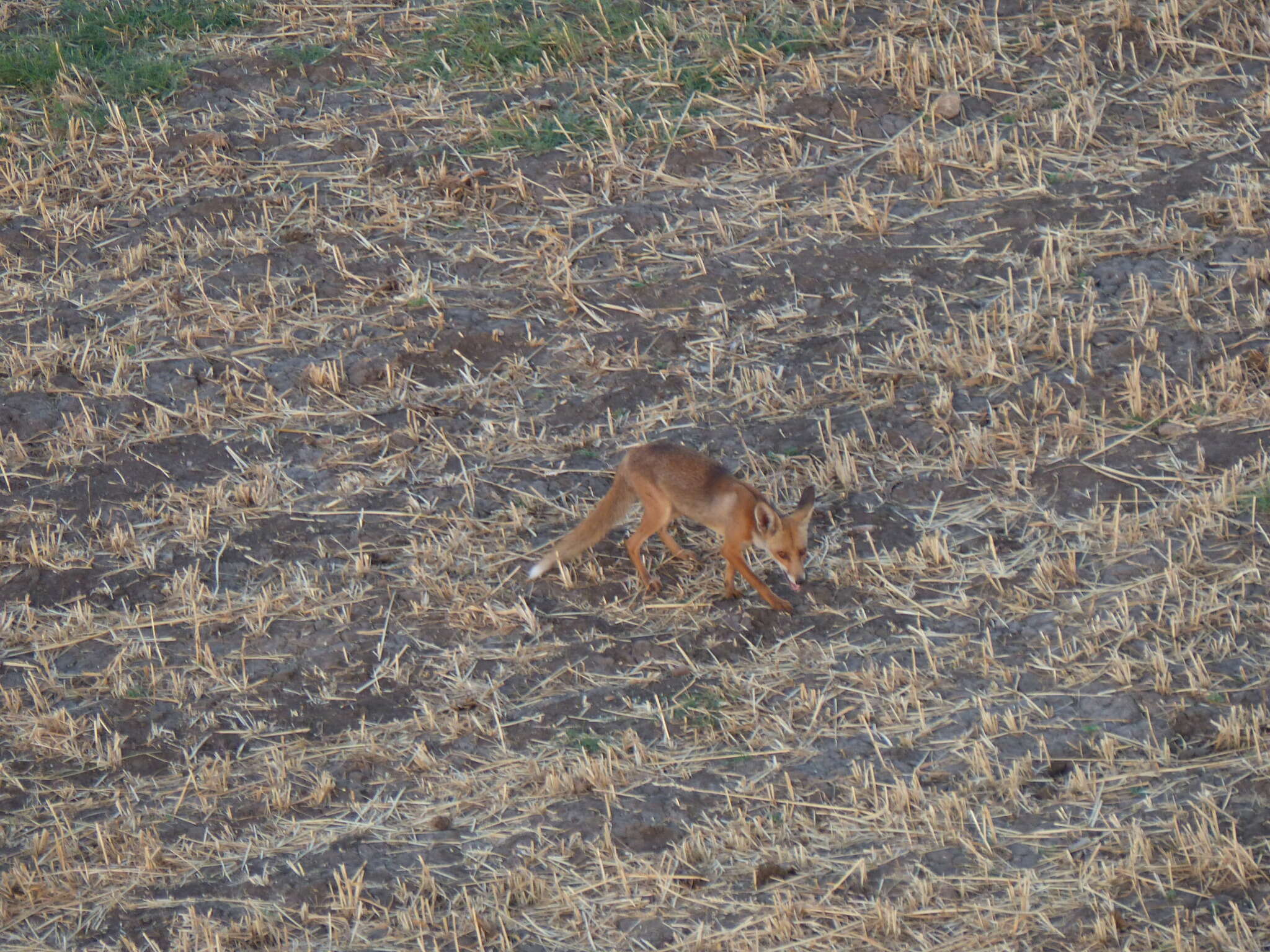 Image of Vulpes vulpes niloticus (É. Geoffroy Saint-Hilaire 1803)