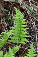 Image of Athyrium yokoscense (Franch. & Sav.) Christ