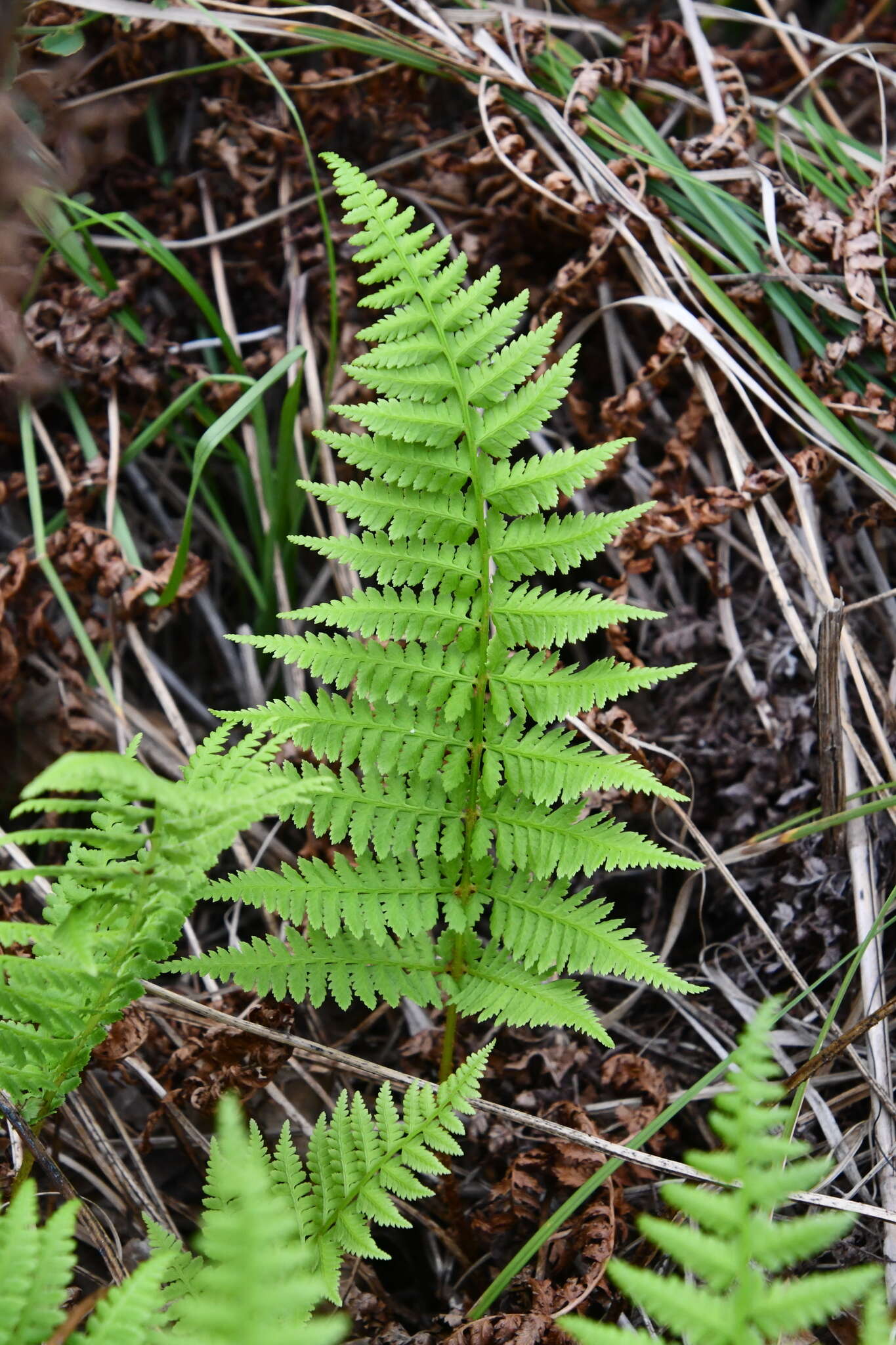 Image of Athyrium yokoscense (Franch. & Sav.) Christ