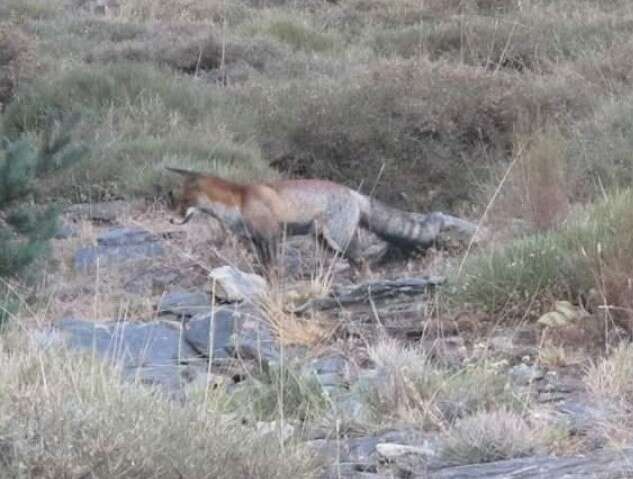 Image of Vulpes vulpes silacea Miller 1907