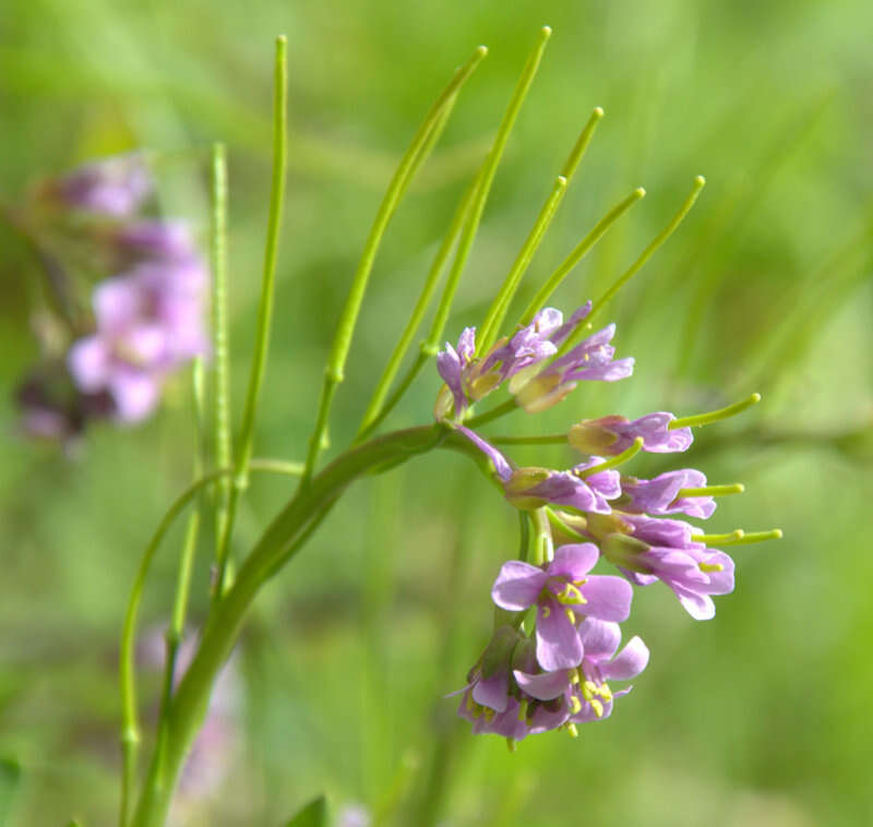 Arabis collina Ten.的圖片