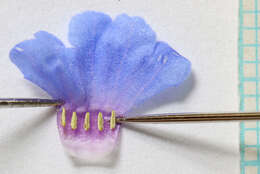 Image of shortstyle bluebells