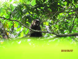 Image of Black Capuchin