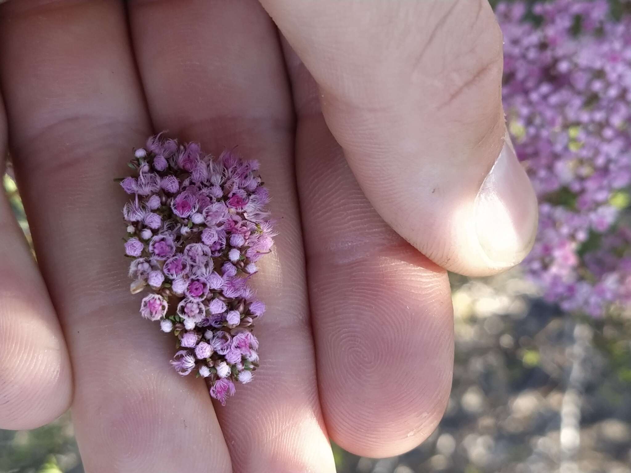 Verticordia densiflora Lindl. resmi